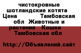 чистокровные шотландские котята › Цена ­ 2 000 - Тамбовская обл. Животные и растения » Кошки   . Тамбовская обл.